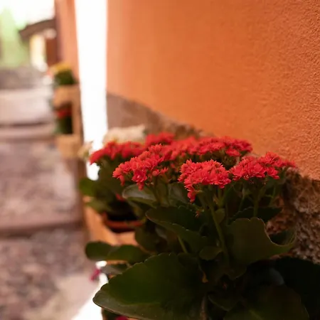 Casa Mirto 4* بوسا